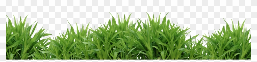 Grass Png - Psd Images Free Download #450195