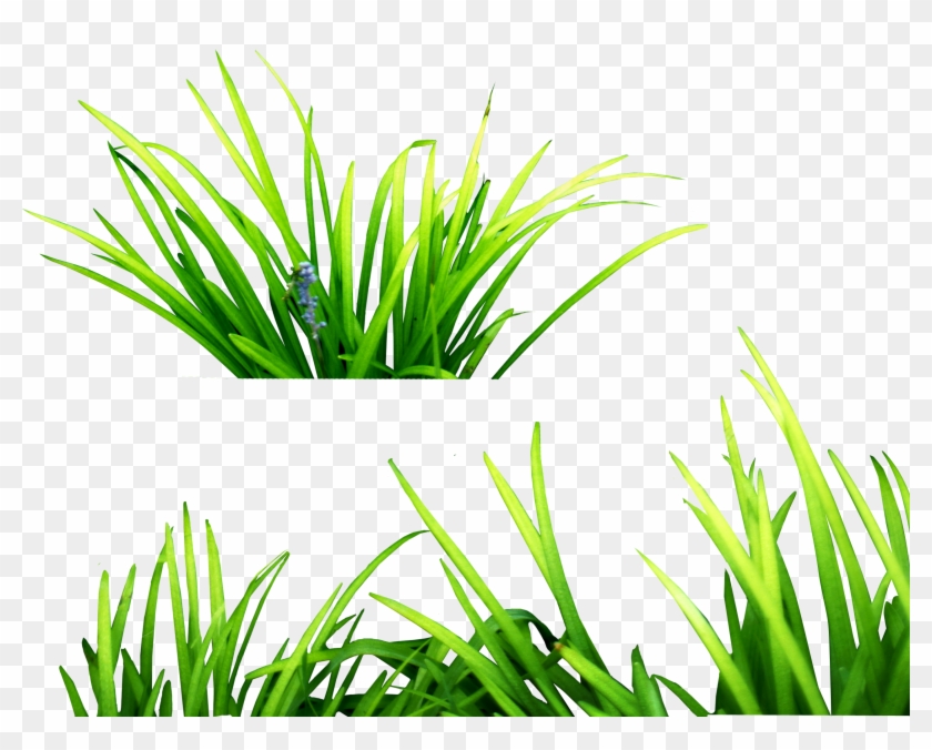 Grass Png Images - Picsart Png Effect Download #450203