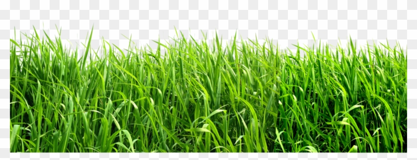 Grass Png Image, Green Grass Png Picture - Free Grass Png #450215
