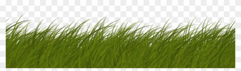 Vegetation Grass Card 03 - Grass Texture Side View #450224