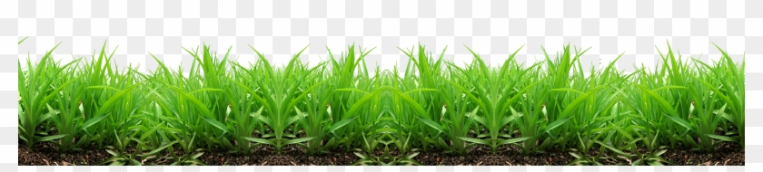 Grass Png Image, Green Grass Png Picture - Grass Png For Picsart #450293