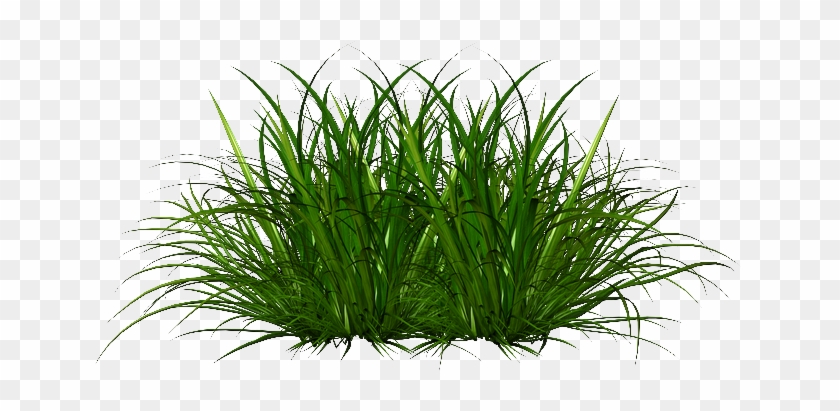 Png Transparent Texture - Sweet Grass #450305