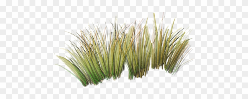 Beachgrass - Beach Grass Png #450321