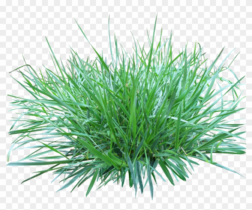 Grass Png Image, Green Picture Image - Arugam Pul #450329