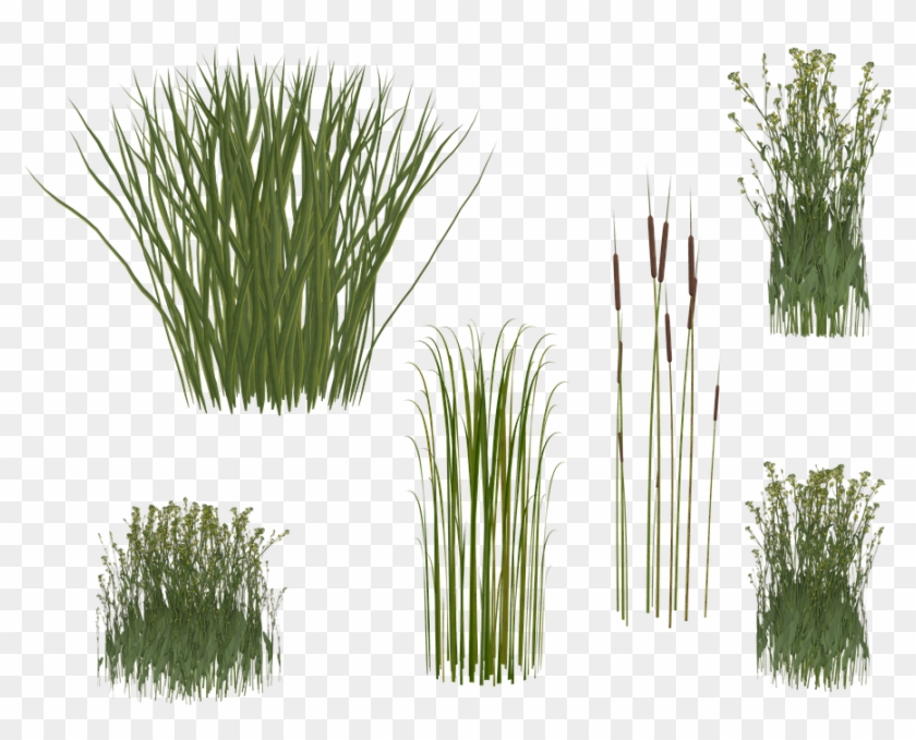 Grass Png - Transparent Reeds #450354