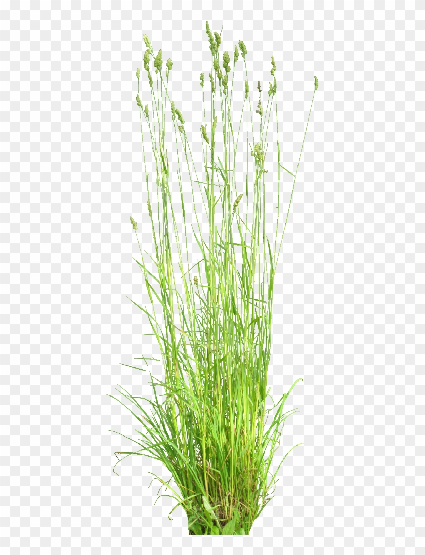 Dactylis Glomerata 1024 - Cat Grass #450365