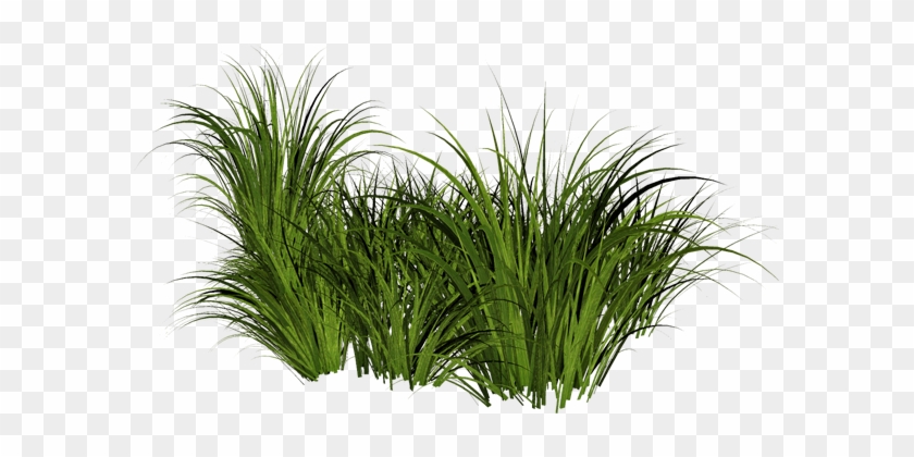Grass Pic Png Image - Monkey Grass Png #450366