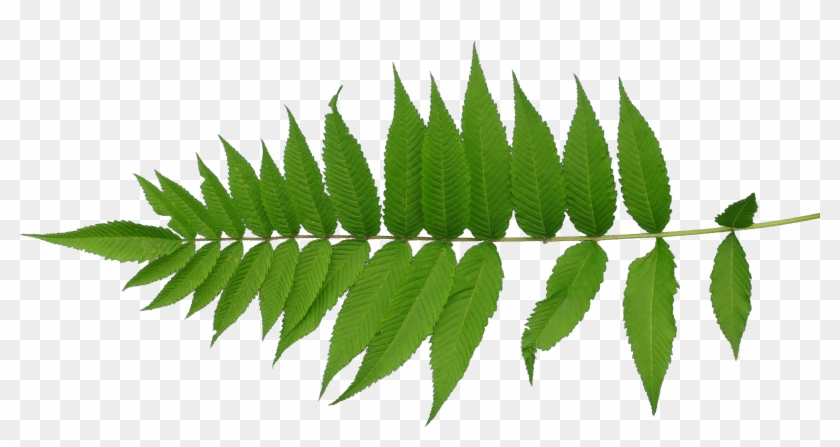 Leaf Texture Mapping Plant Stem - Leaf Texture Png #450368