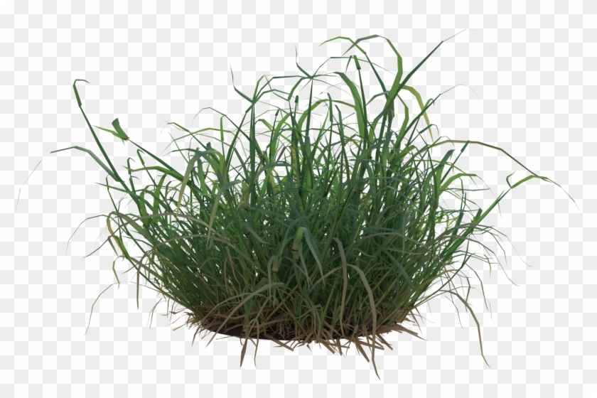 34qp9qu - Tuft Of Grass Png #450382