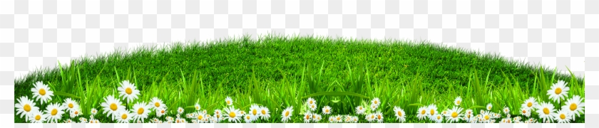 Green Grass White Border Texture - Lawn #450395