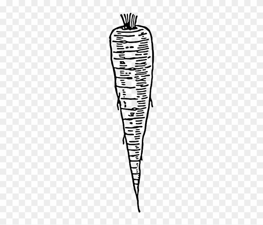 Biology Carotte, Radish, Cultivated Radish, Root, Biology - Lobak Clipart Black And White #451141