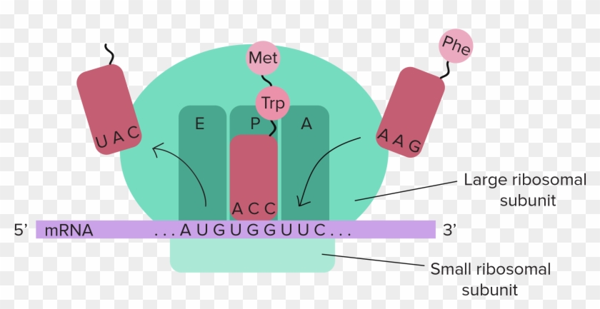 The Ribosome Is Composed Of A Small And Large Subunit - Central Dogma Of Molecular Biology #451287
