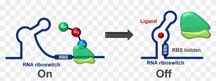 Transcription-level Riboswitch - Define Riboswitch #451289