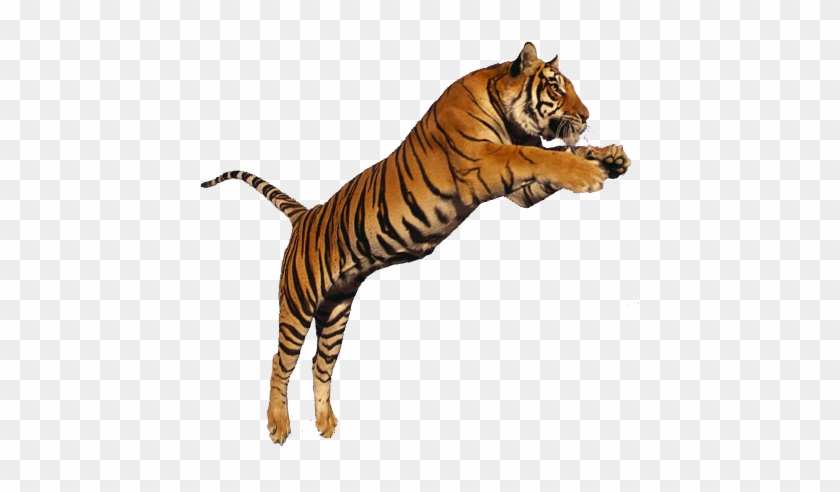Collection Clipart Png Tiger - Tiger Transparent #452526