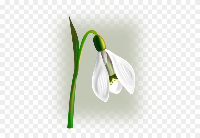 Snowdrop With Three Petals Vector Clip Art - Snowdrop Clipart #453205