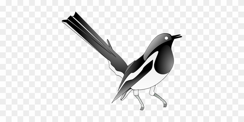 Magpie Songbird Bird Song Melody Singing B - Coloring Pages Magpie #454658