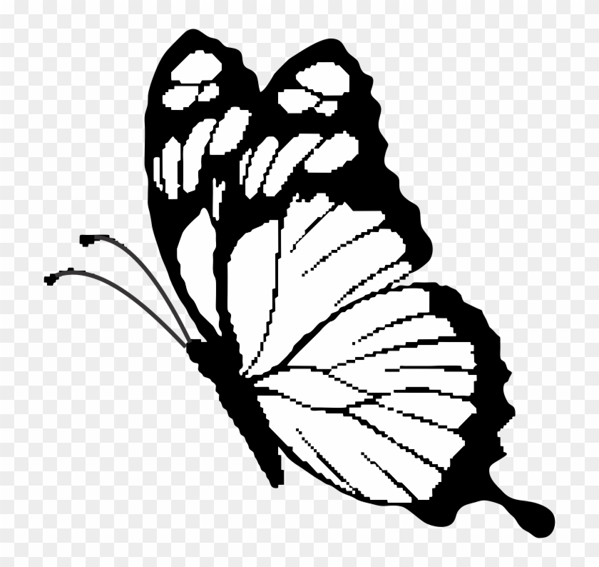 Butterfly - Butterfly #455148