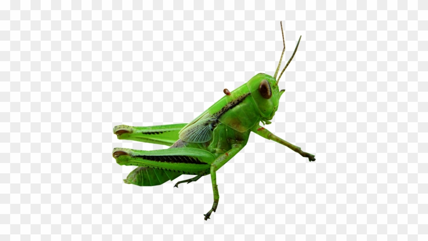 Grasshopper Png Images Free Download - Grasshopper Png #456546