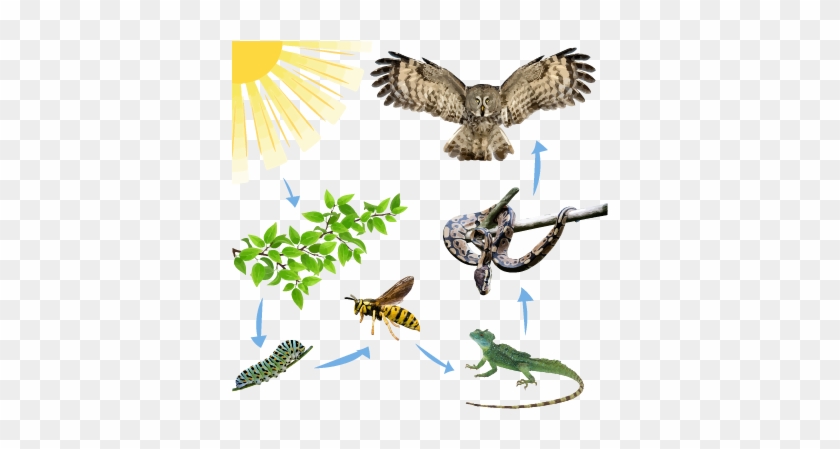 Activity 1 The Food Web - Owl In Flight Sticker (rectangle) #456895