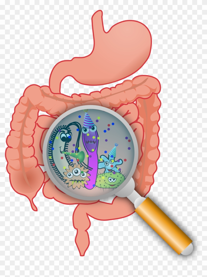 Stomach-bacteria - Bacteria Intestinal #457497