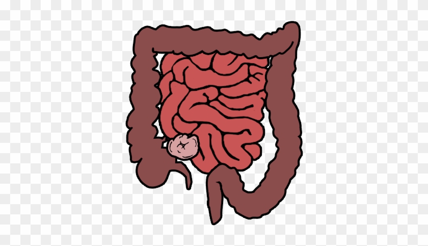 A Female Adult's Small Intestine Is Longer Then The - Small And Large Intestine Cartoon #457499