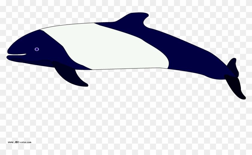 Killer Whale #457809