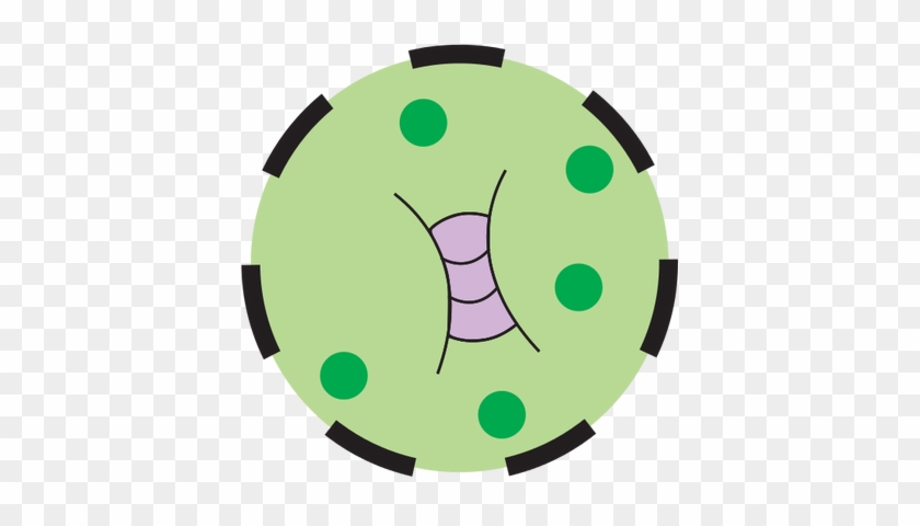 Ian Symbol Concentration Intermittent Phytoplankton - Hypophosphatemia #458176