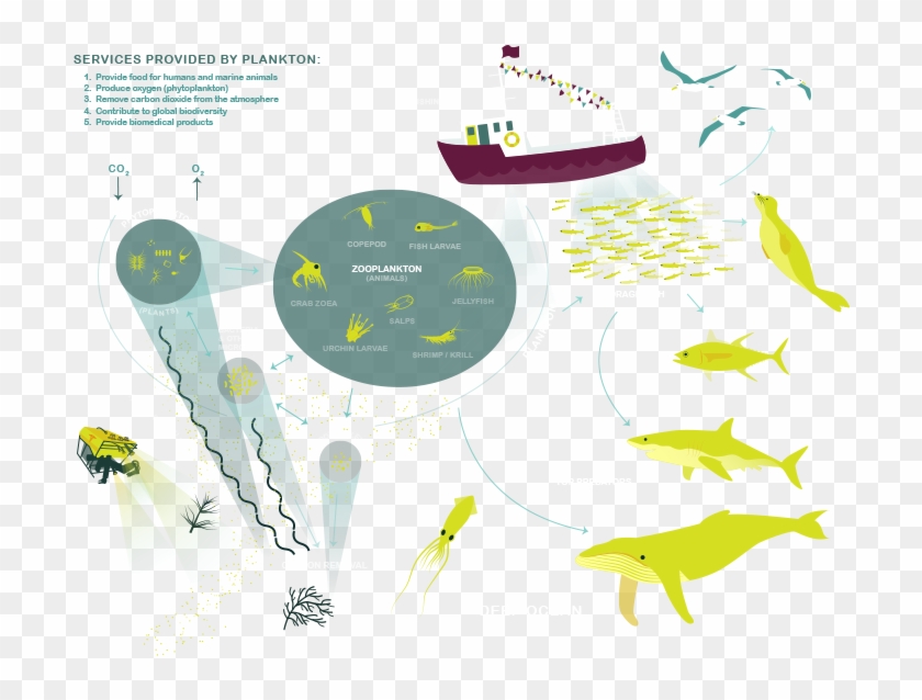 Plankton Lifecycle Ecosystem Diagram - Infographic #458194