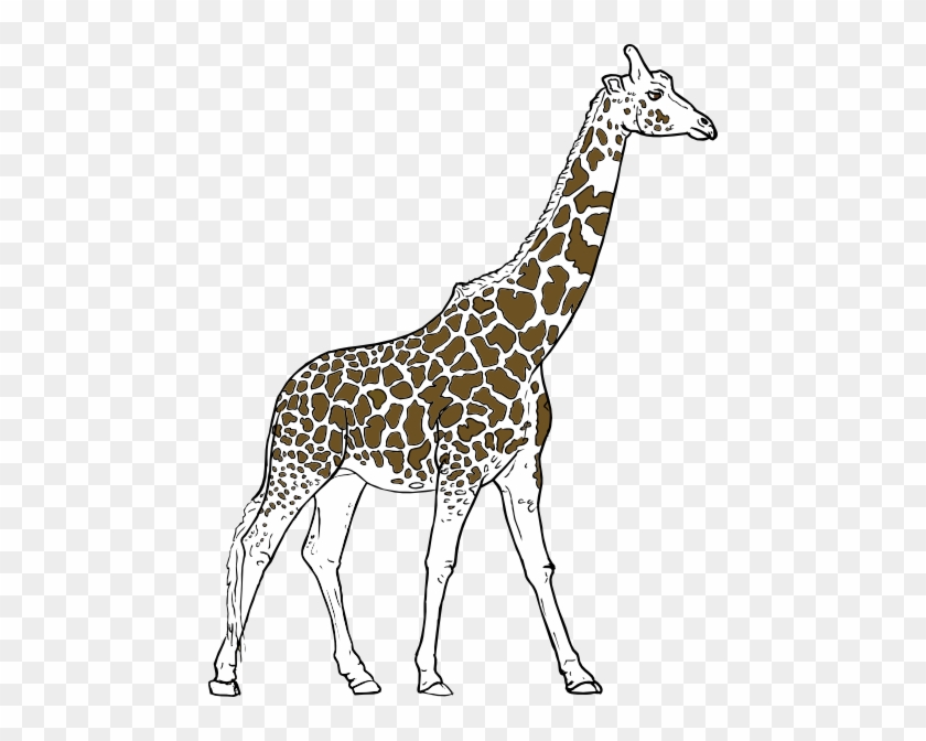 Giraff Animal Outline Clip Art - Outlined Pictures Of Animals #459978