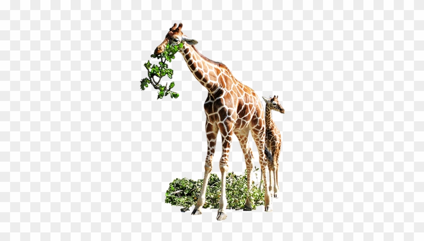 Goat Clipart Eating Leaves - Giraffe Eating White Background #459980