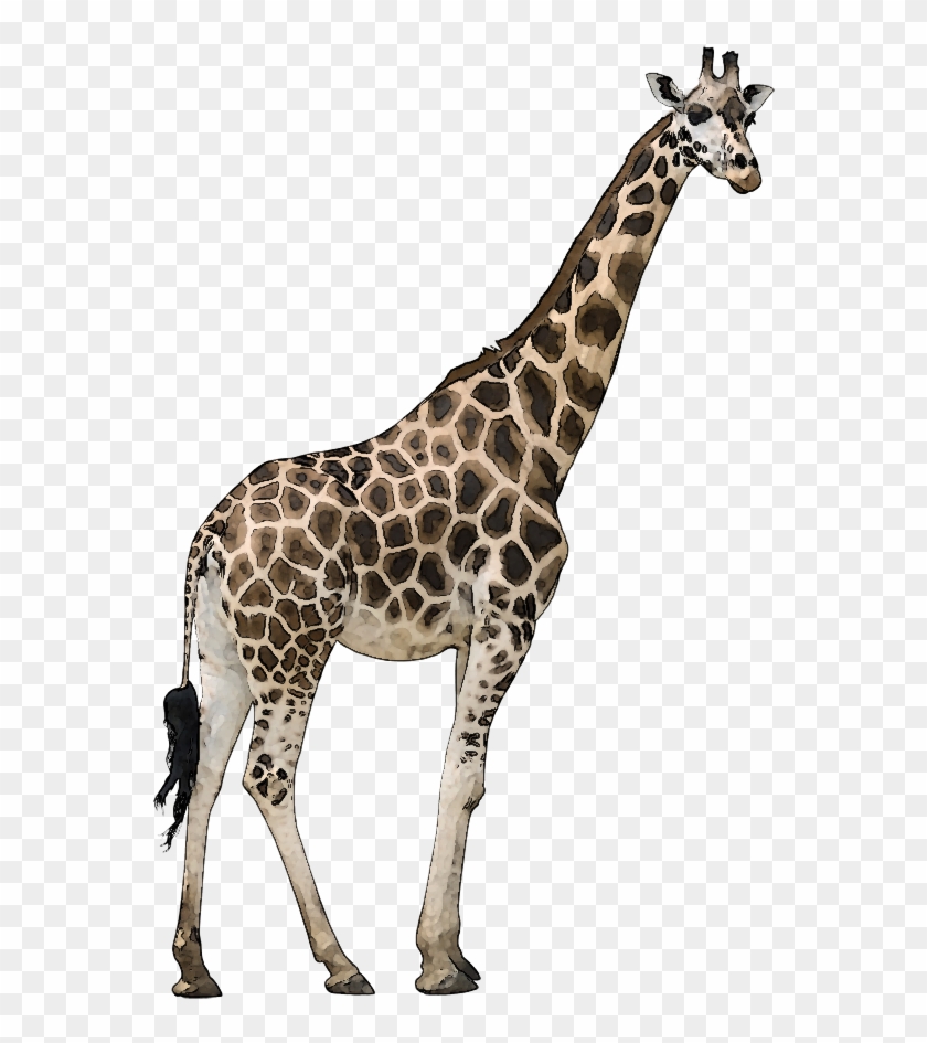 Wild Animal Clipart - Transparent Background Giraffe Png #459982