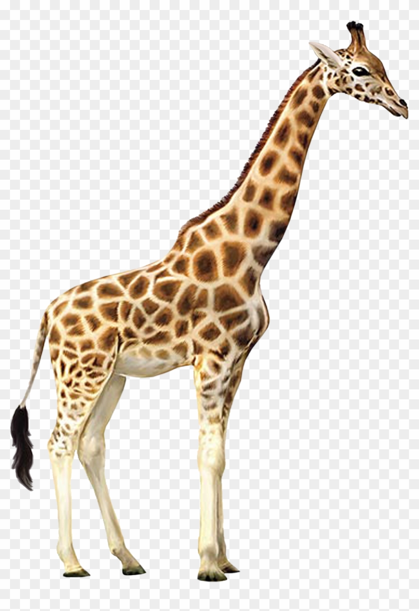 Giraffe Clipart Transparent Background - Giraffe Png #460002