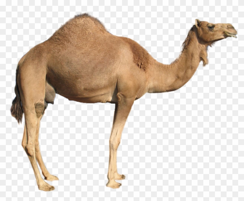 Camel Png #460013