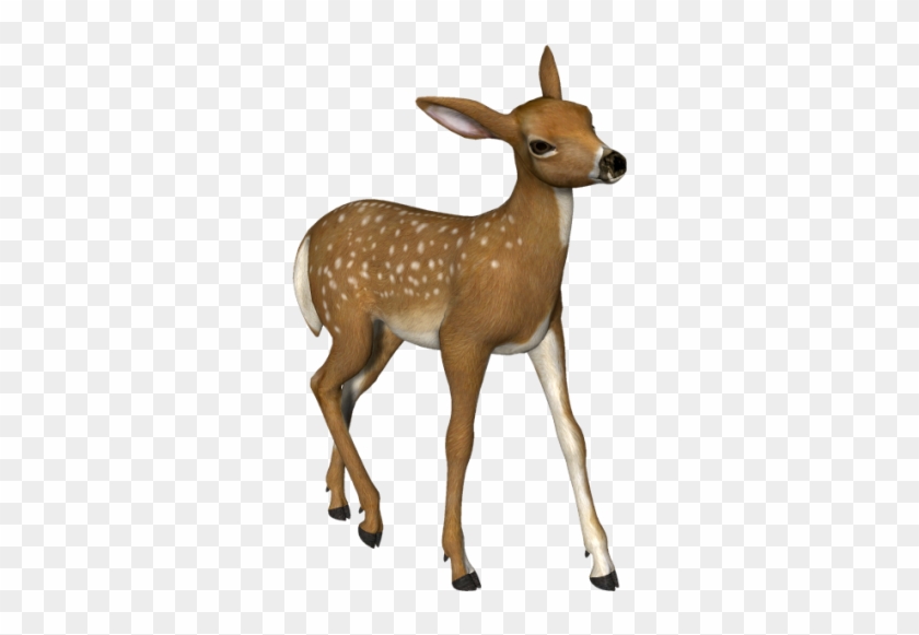 Deer Clipart - - Roe Deer Clipart #460015