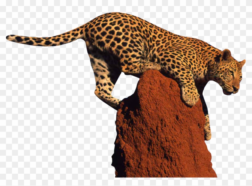 Leopard Png Clipart - Leopard Png #460024