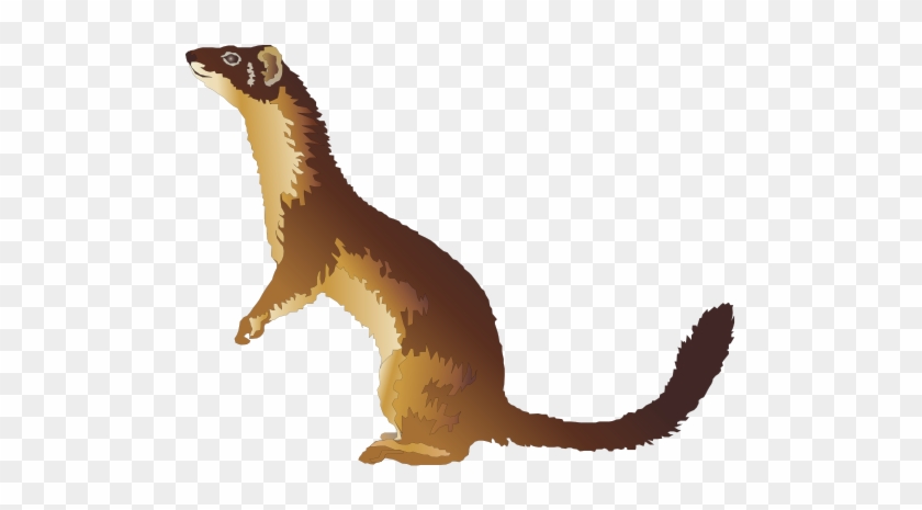 Weasel Clipart #460028