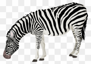 Zebra Clipart Transparent Background - Zebra Png - Free Transparent PNG  Clipart Images Download