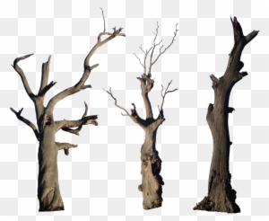 Dead Tree Pack - Bare Tree Branch Png