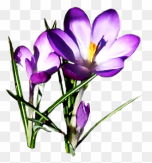 Lilac Crocus - Purple Spring Flowers Clipart
