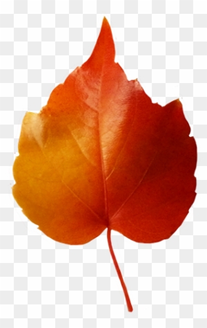 Small Red Yellow Leaf Clipart - Small Leaves
