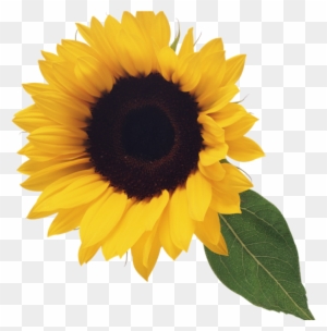 Sunflower Clipart Free Sunflower Clip Art Clipart Free - Sunflower Png Clipart