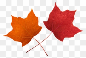 Leaves Clip Art - Red Fall Leaves Clip Art