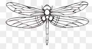 outline of a bunny rabbit outline free transparent png clipart dragonfly drawing template