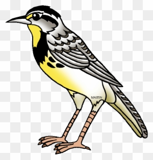 Nebraska State Bird - State Bird Of Kansas