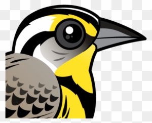 About The Western Meadowlark - Western Meadowlark