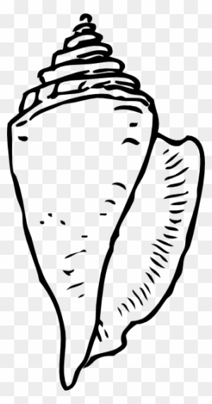 Sea Shells On Seashells Shells And Conch Clipart Sea Shell Drawing Free Transparent Png Clipart Images Download
