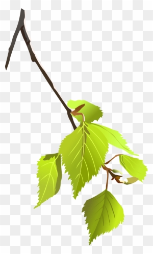 birch tree branch clipart tree branch vector png free