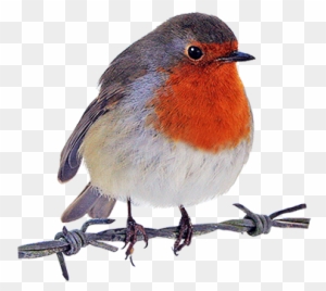 Robin Clipart - Robin Bird Png