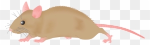 Mouse Clipart - Mouse Clipart Png