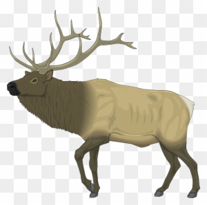 Large, Body, Moose, Animal, Mammal, Antlers - Elk Clip Art Free